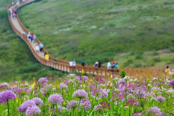 石家庄超美的露营好去处 花海露营推荐1