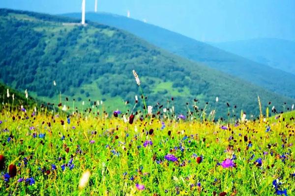 石家庄超美的露营好去处 花海露营推荐2