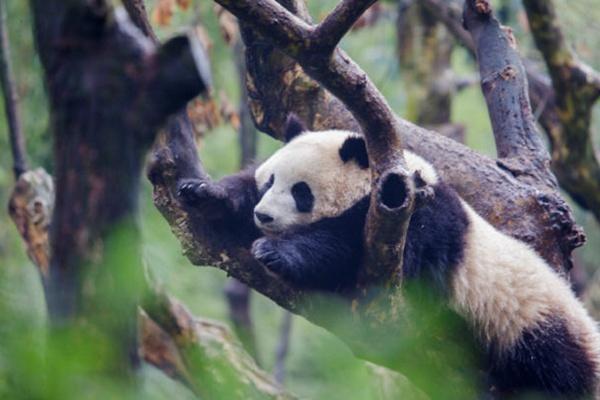 端午节都江堰旅游攻略三日游2