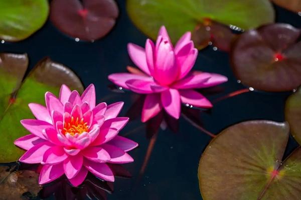 武汉植物园一日游最佳路线1