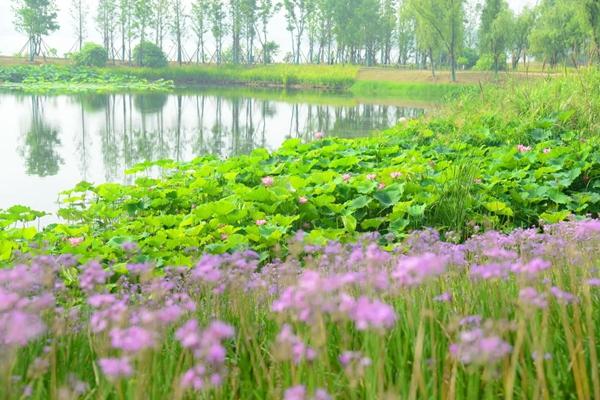 武汉植物园一日游最佳路线2