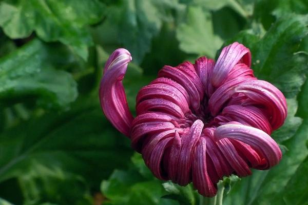 武汉植物园一日游最佳路线3