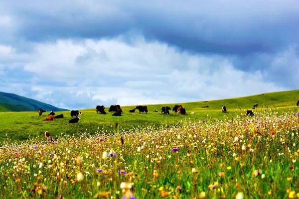 若尔盖大草原超全旅游攻略 附自助游路线2