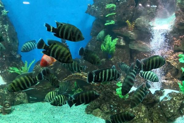 东湖海洋世界旅游攻略2