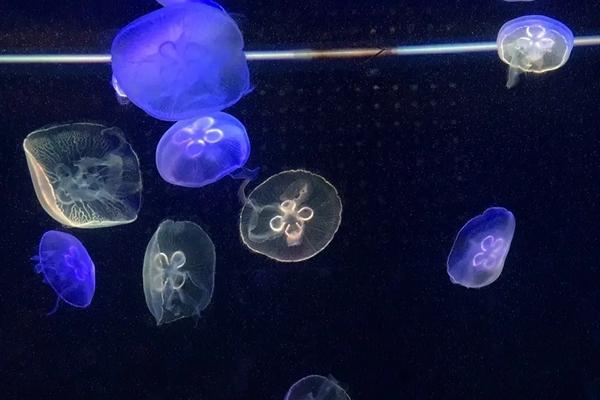 东湖海洋世界旅游攻略3