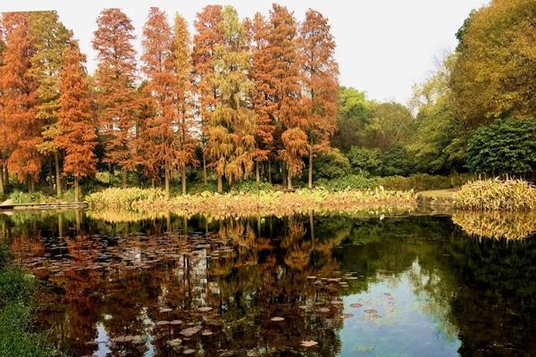 武汉植物园一日游攻略2