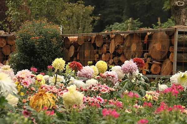 武汉植物园一日游攻略3