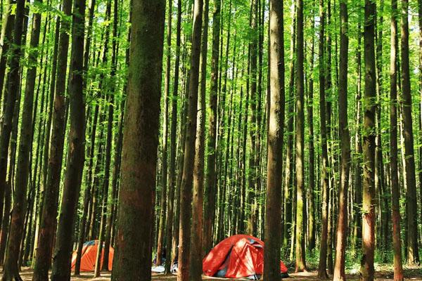 重庆哪里可以露营过夜2