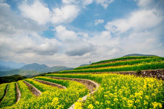 “云”赏花!踏春不出门,我们把春日浪漫送给你~6