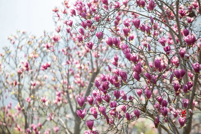 “云”赏花!踏春不出门,我们把春日浪漫送给你~16