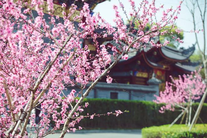 “云”赏花!踏春不出门,我们把春日浪漫送给你~17