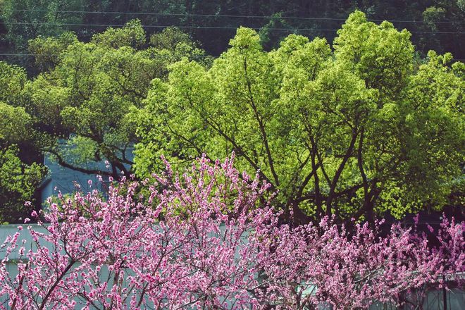 “云”赏花!踏春不出门,我们把春日浪漫送给你~18