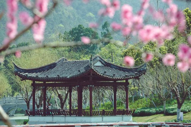 “云”赏花!踏春不出门,我们把春日浪漫送给你~19