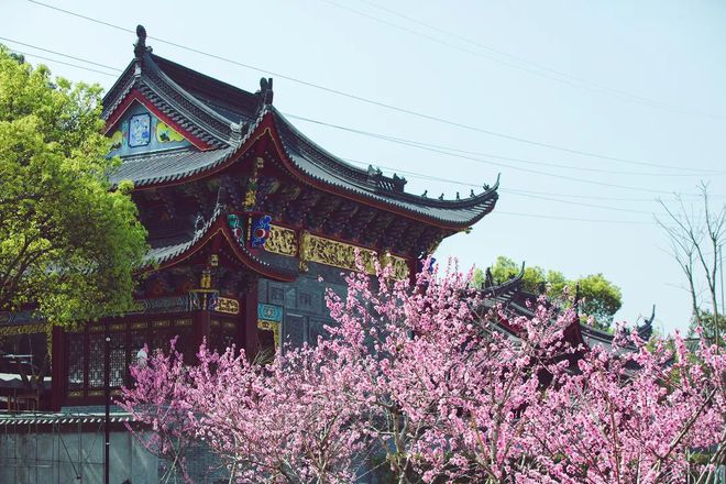 “云”赏花!踏春不出门,我们把春日浪漫送给你~20