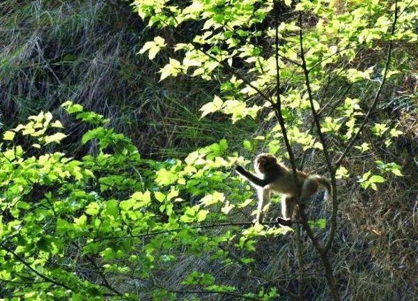 在云南世界最高桥上，看亚洲落差最大的瀑布，会有多震撼！12