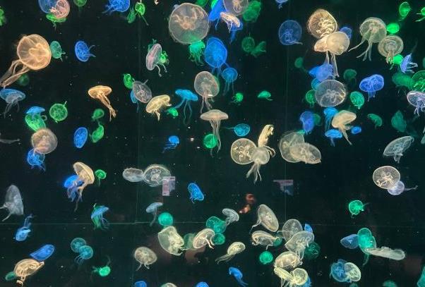 珠海长隆海洋王国亲子游攻略2