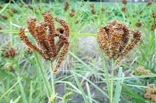 关于秘境墨脱,你不知道的事!13