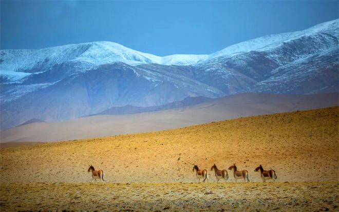 年年火爆出圈的青甘线，到底怎么玩？12