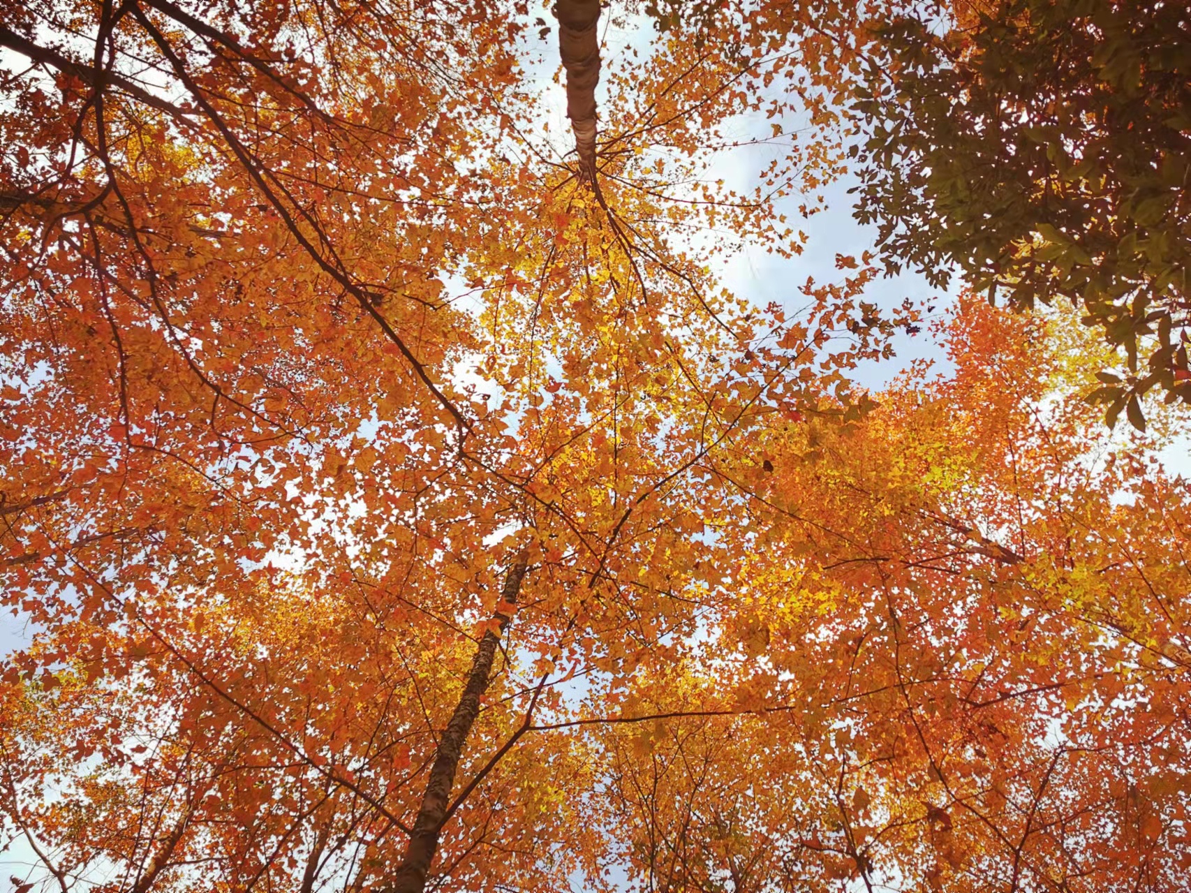 广西德保开启红枫文化旅游观赏月1