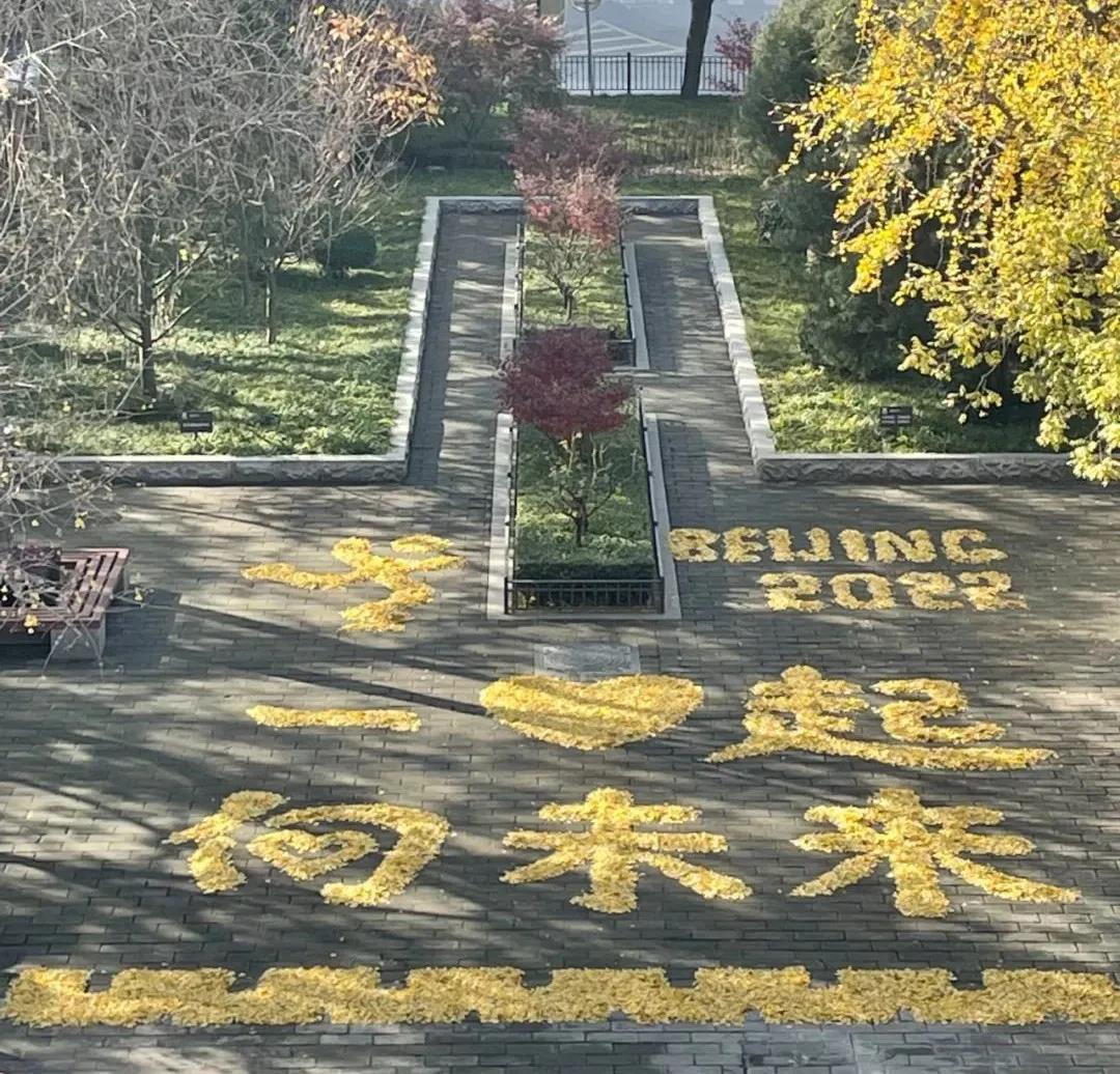 西安城墙银杏落叶“摆”出“打卡”地1