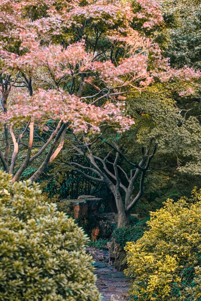 原创 无锡惠山古镇的中国杜鹃园,是以杜鹃花为主题的花园,造型独特5