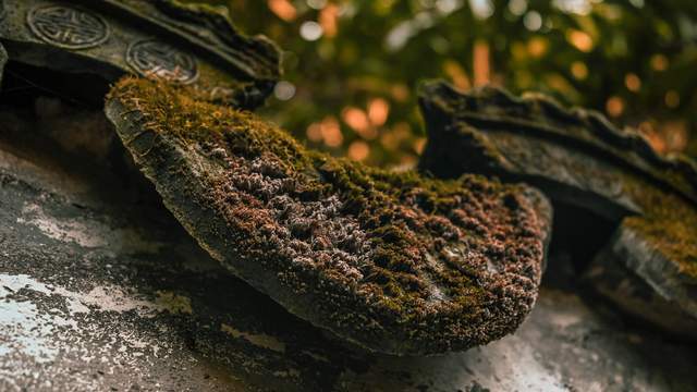 原创 无锡惠山古镇的中国杜鹃园,是以杜鹃花为主题的花园,造型独特9