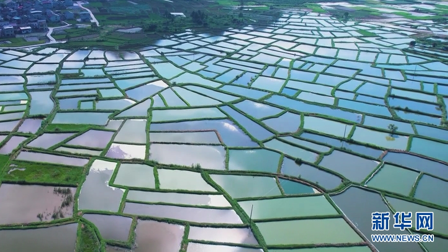 春风又到“玻璃田” 水田如镜景如画2