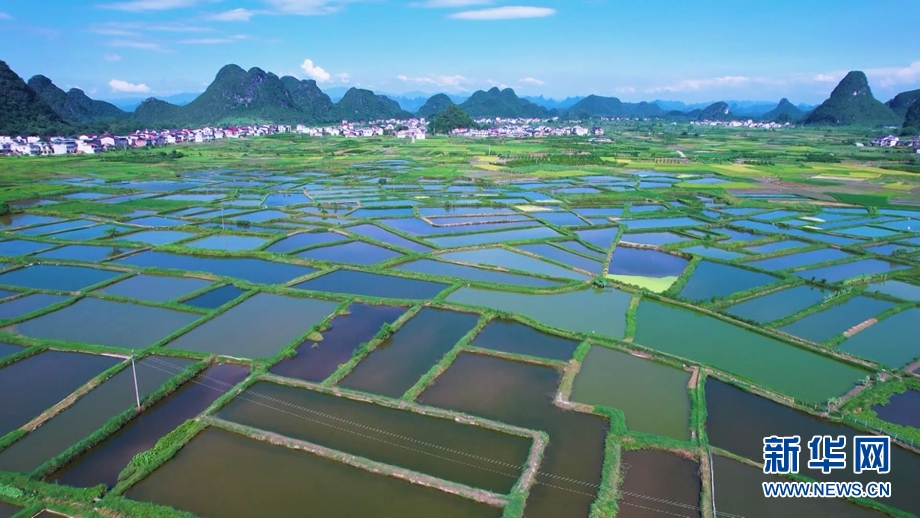 春风又到“玻璃田” 水田如镜景如画3