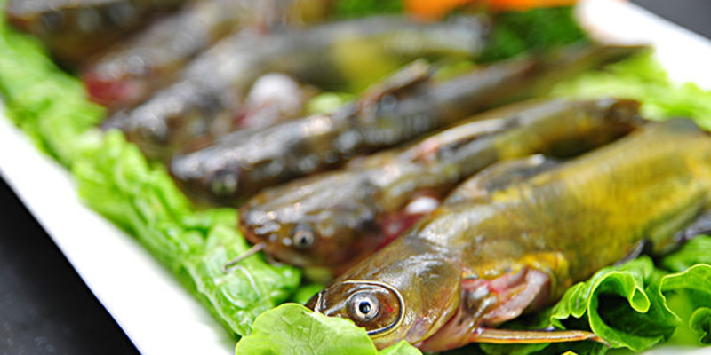 成都曾实记泥鳅王怎么样？好吃吗1