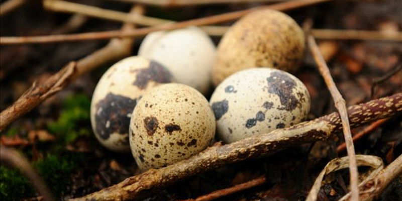 成都荣园餐厅怎么样？好吃吗1