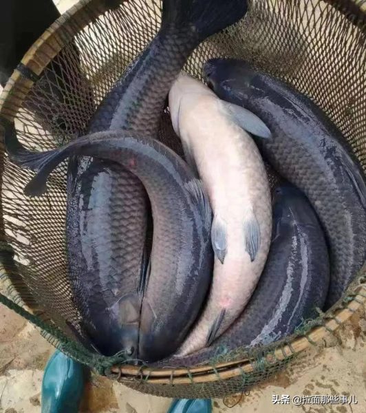 什么食物含有脂肪酸较多(分享7种鱼最适合吃)1