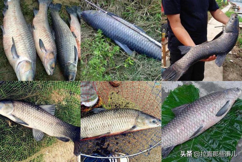 什么食物含有脂肪酸较多（分享7种鱼最适合吃）4