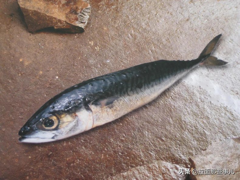 什么食物含有脂肪酸较多（分享7种鱼最适合吃）12