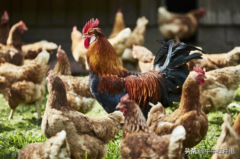 上海油鸡也称白鸡、白斩鸡，如何做到味入而不酥4