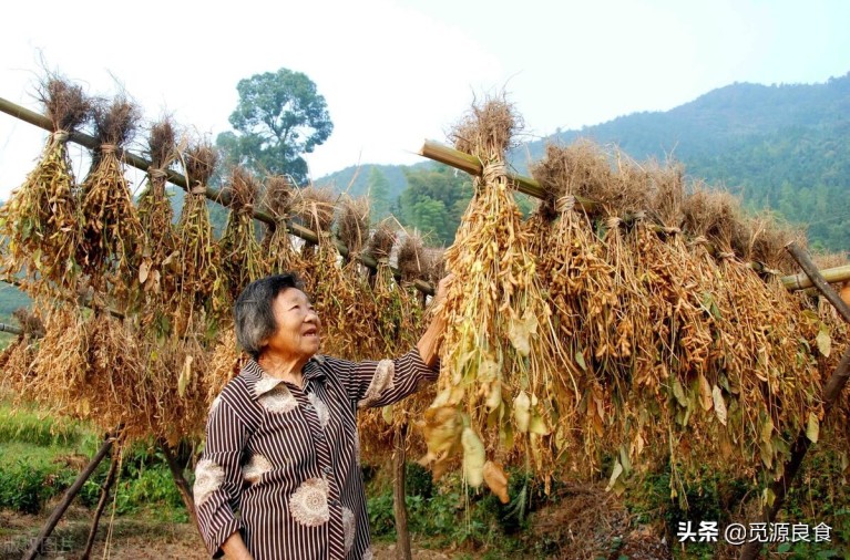 干菜是什么菜做成的（5种蔬菜晒成菜干炖肉吃特香）6