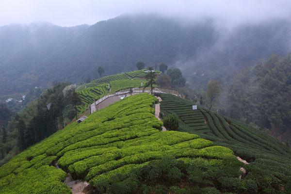 顺德美食排行榜前十 佛山顺德十大必吃美食2